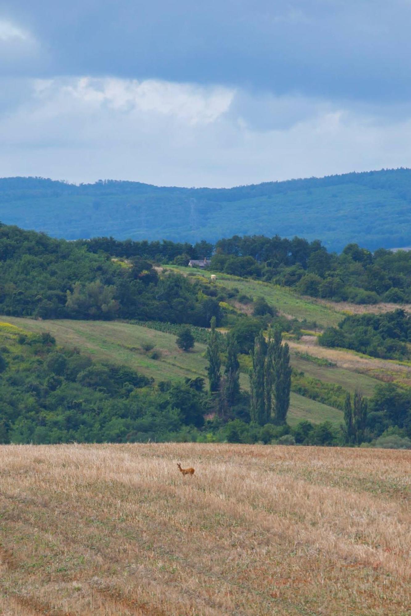 Nyugalomsziget Nyaralohaz Villa Zalaszentlaszlo ภายนอก รูปภาพ